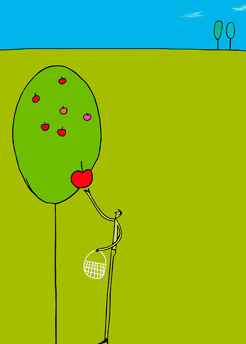 Man picking apple from tree, illustration