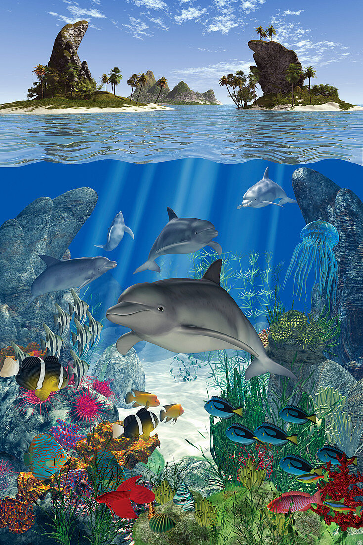 Dolphin and fish swimming underwater in ocean, illustration
