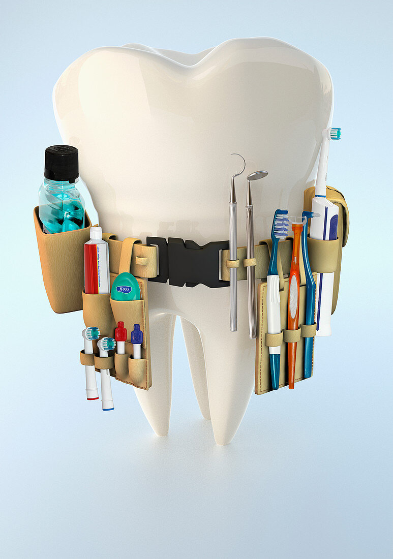 Large tooth with dental supply tool belt, illustration