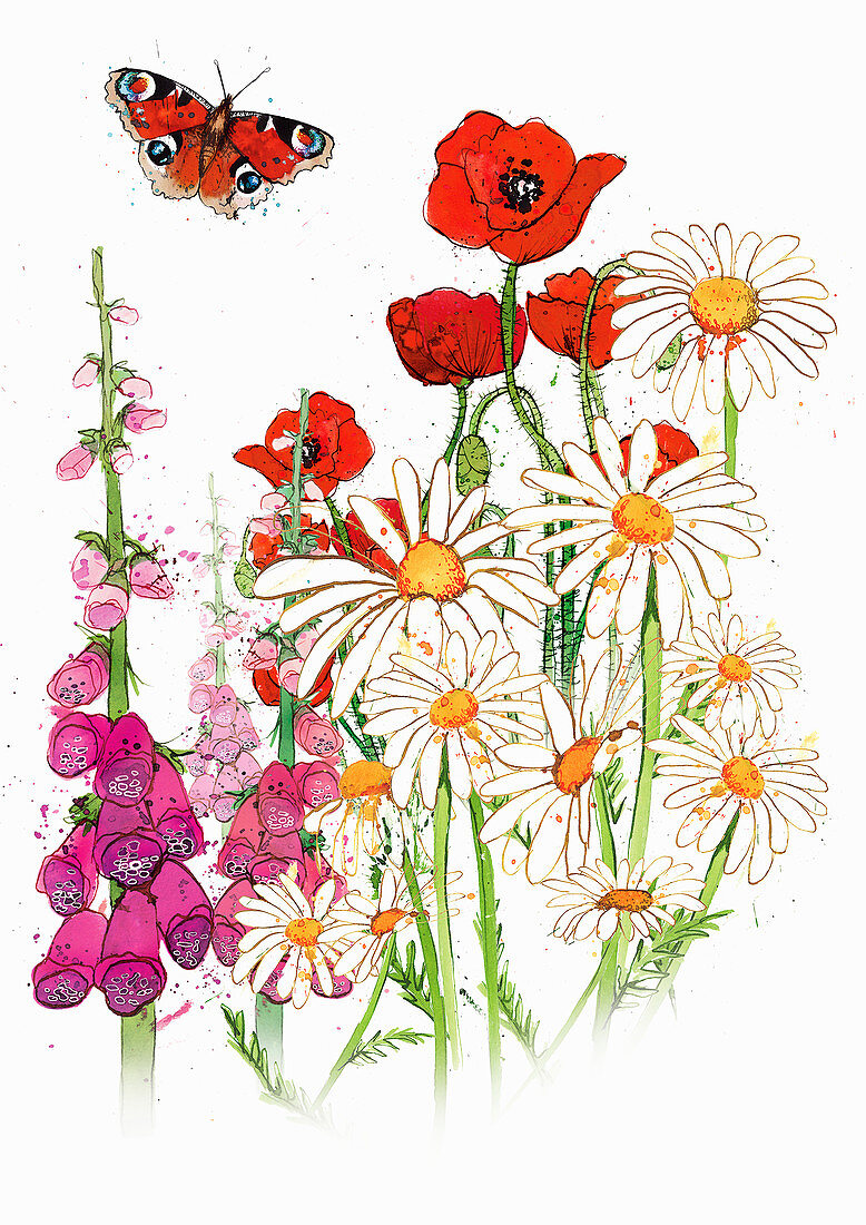 Wild flowers and butterfly in summer, illustration
