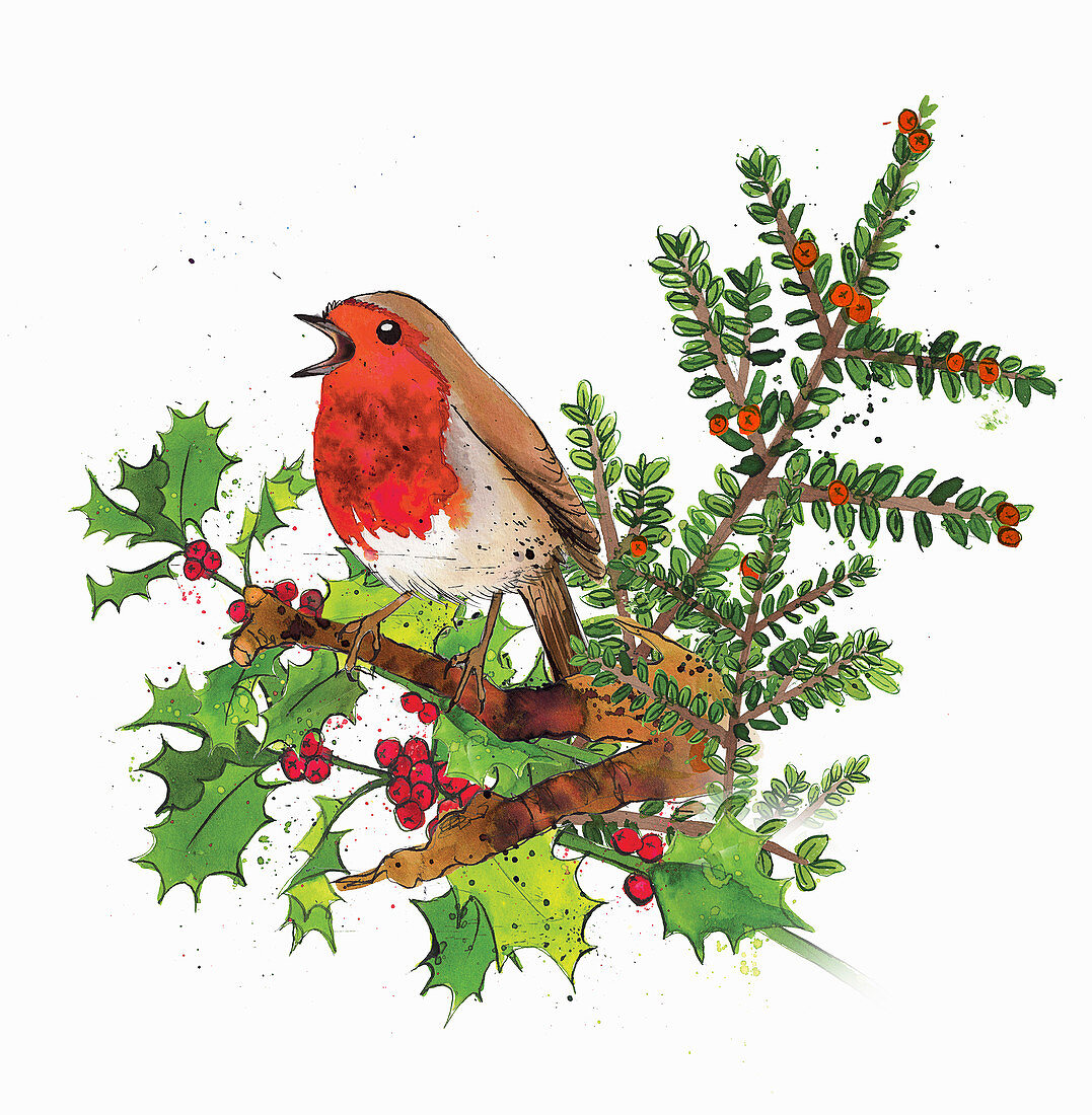 Robin redbreast in winter, illustration