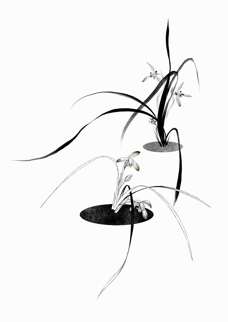 Delicate flowers with long leaves, illustration