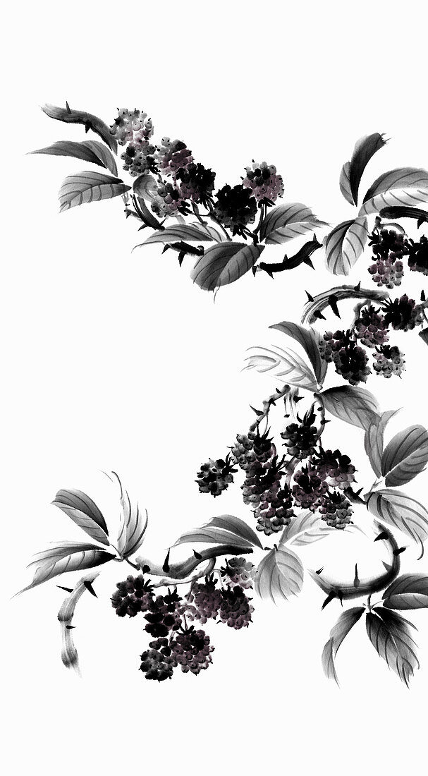 Blackberry bush with leaves and thorns, illustration