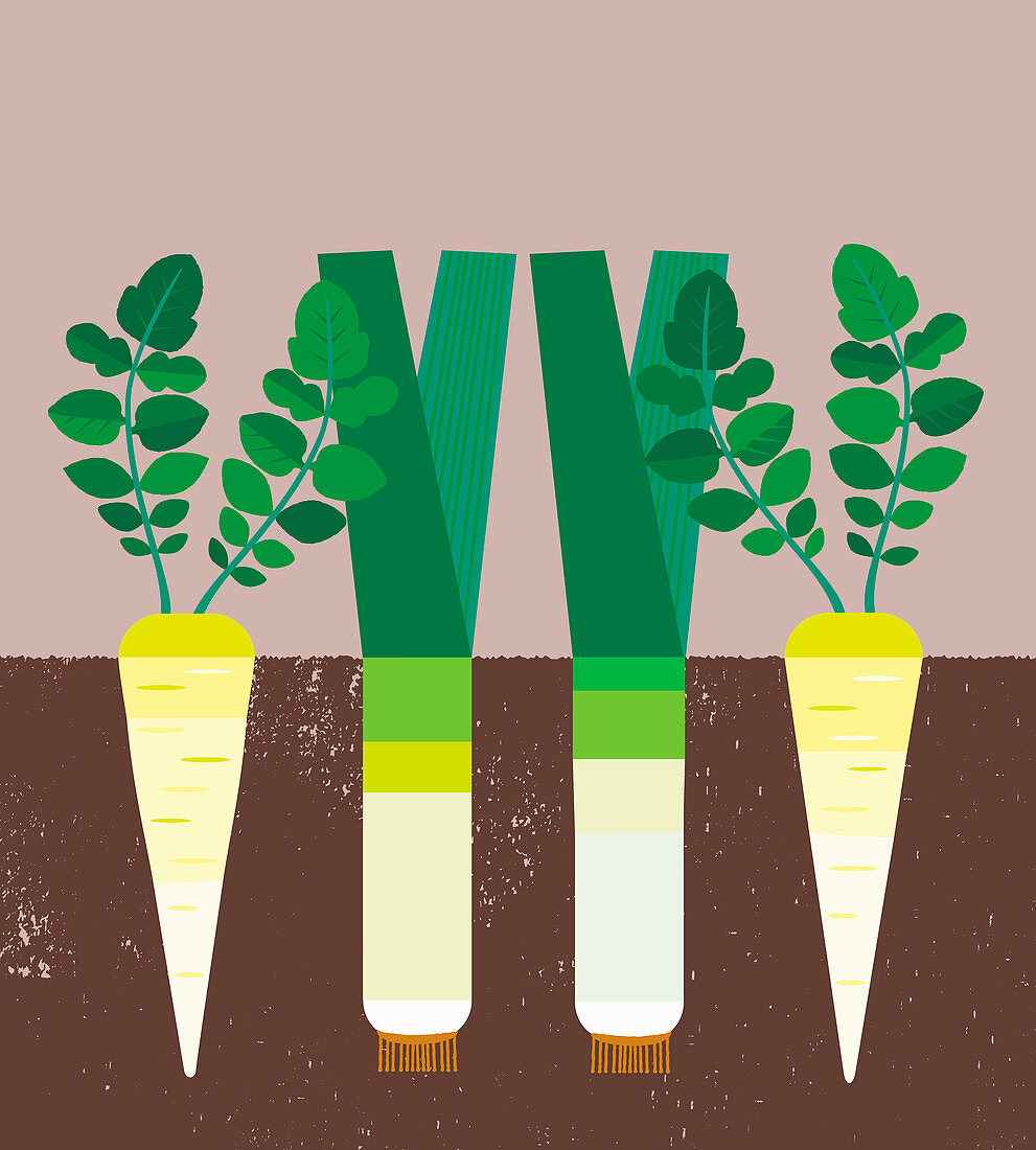 Carrots and leeks growing in soil, illustration