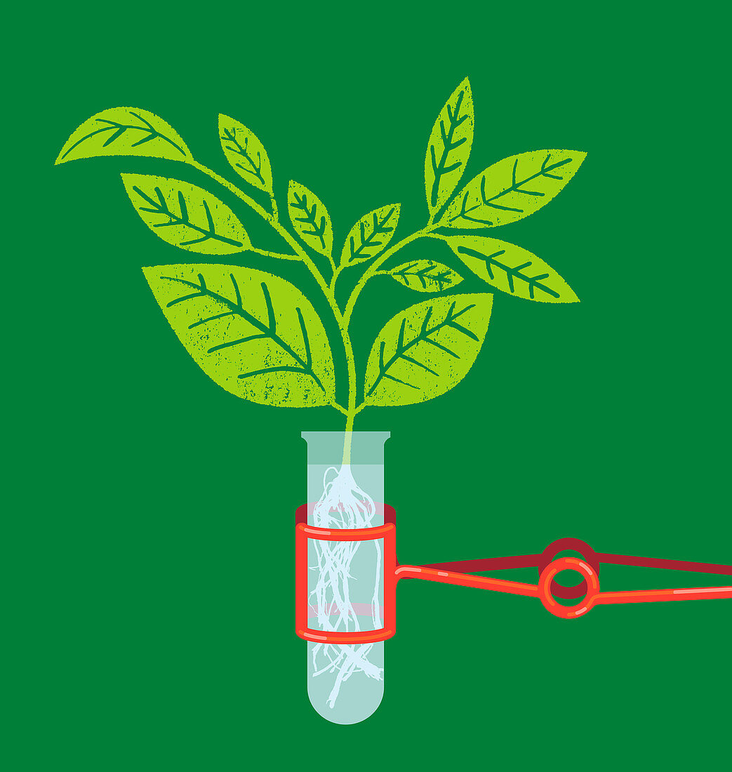 Plant seedling growing in test tube, illustration