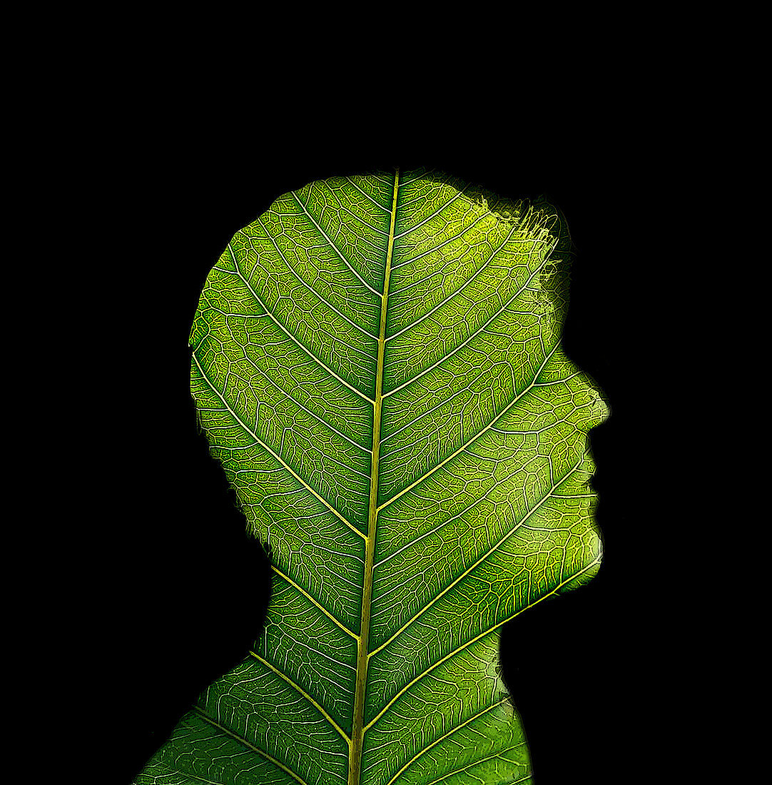 Leaf pattern on silhouette of man's profile, illustration