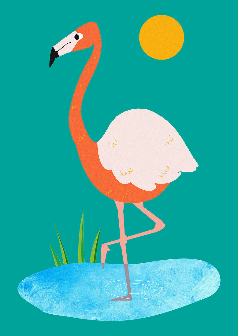 Flamingo standing in pond, illustration