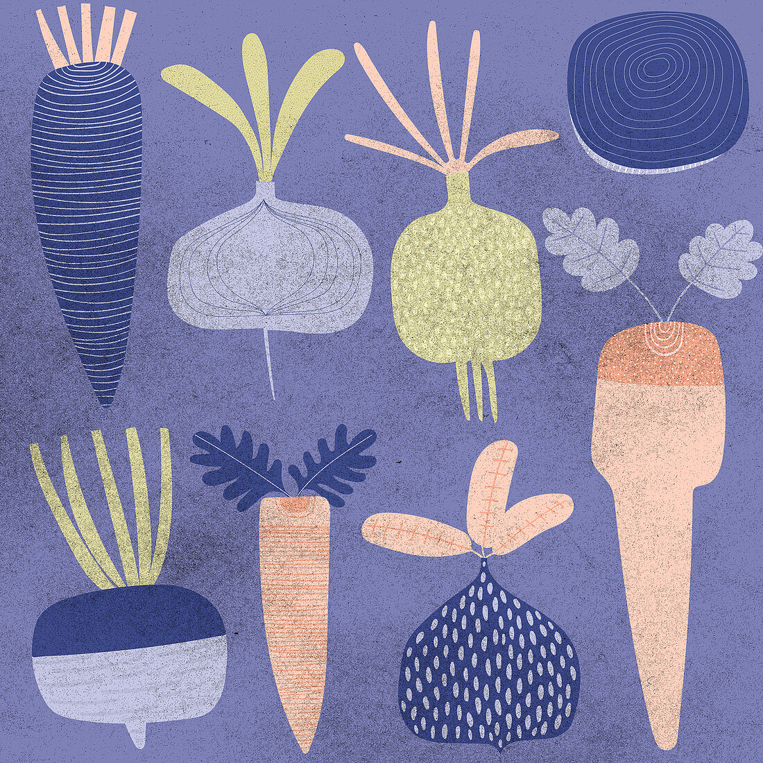 Collection of root vegetables, illustration
