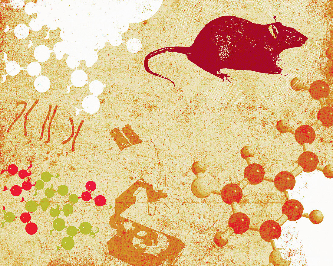 Chromosomes, molecules, microscope and rat, illustration