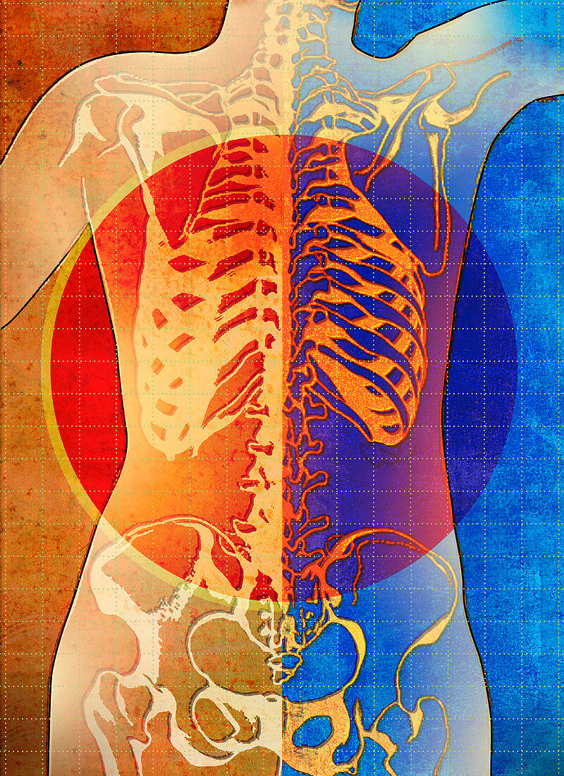 Skeleton bones inside of human body, illustration
