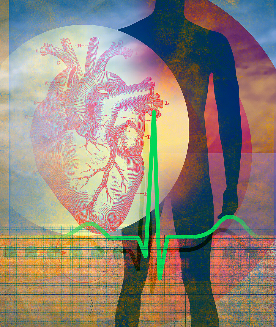 Anatomical illustration of heart, illustration