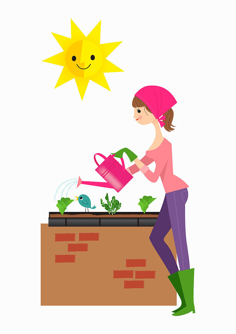 Woman planting lettuce in raised bed, illustration