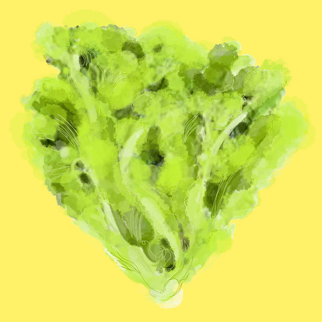 Close up head of cos lettuce, illustration