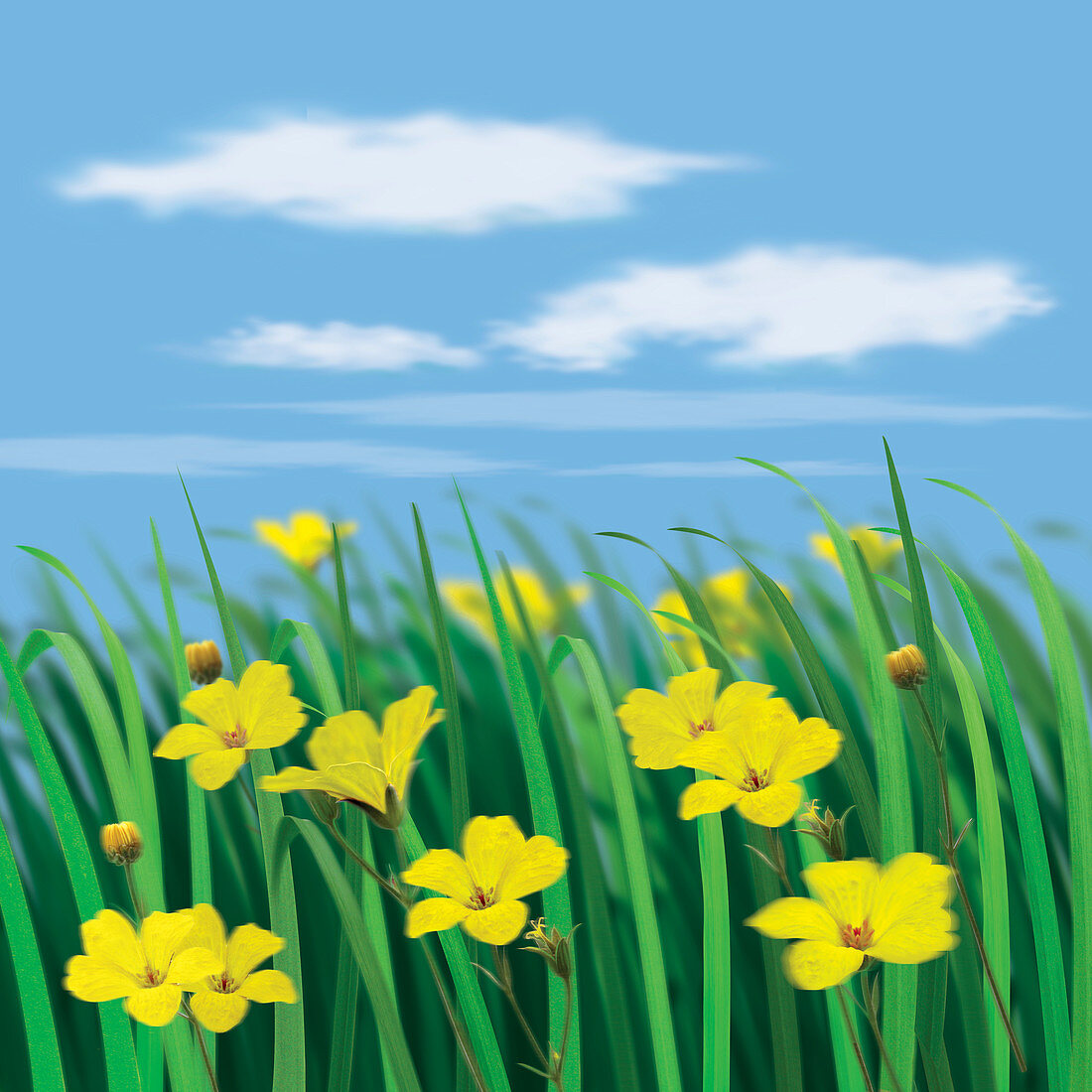 Close up of yellow flowers in sunny meadow, illustration