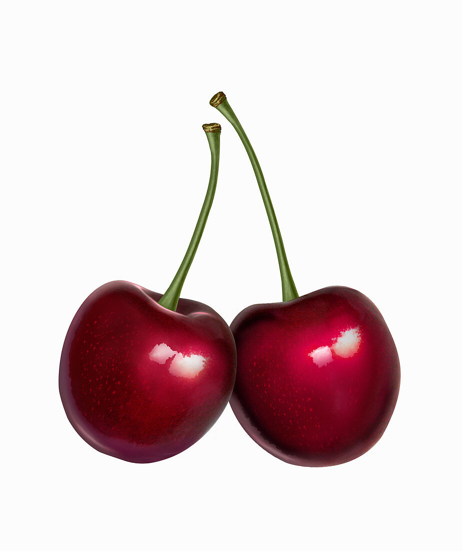 Close up of two cherries, illustration
