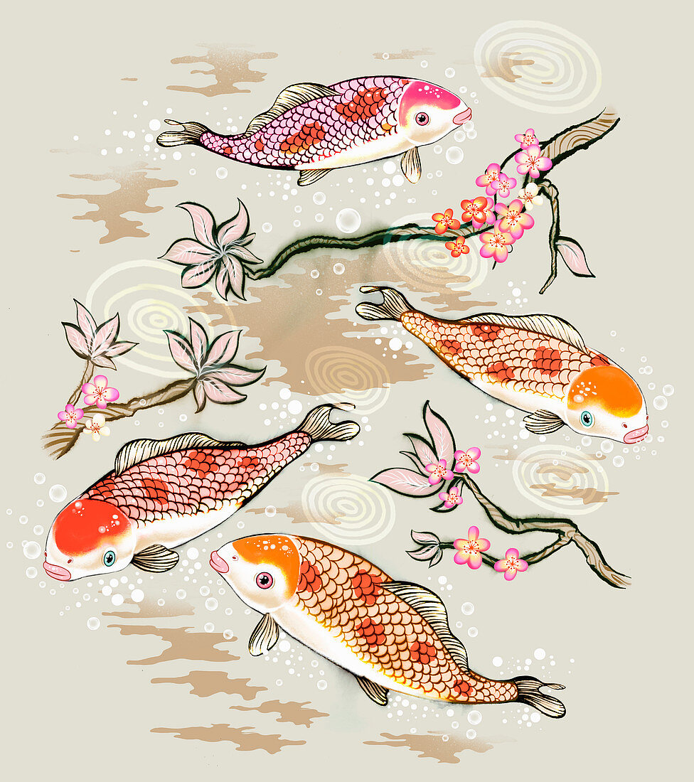 Koi fish swimming in pond, illustration