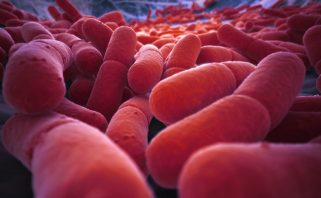 Bacteria, illustration