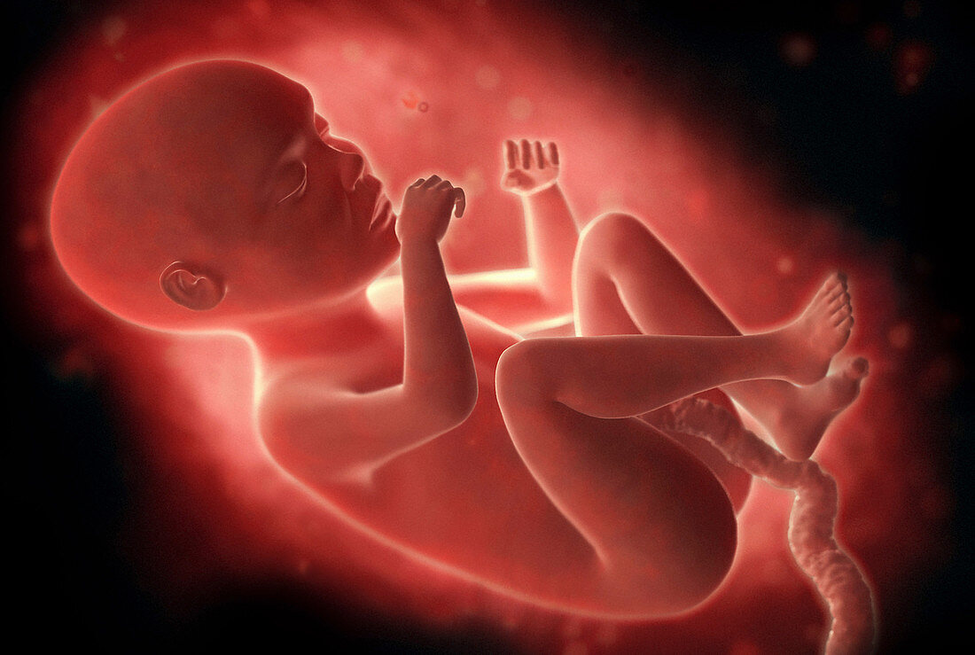 Human foetus inside the womb, illustration