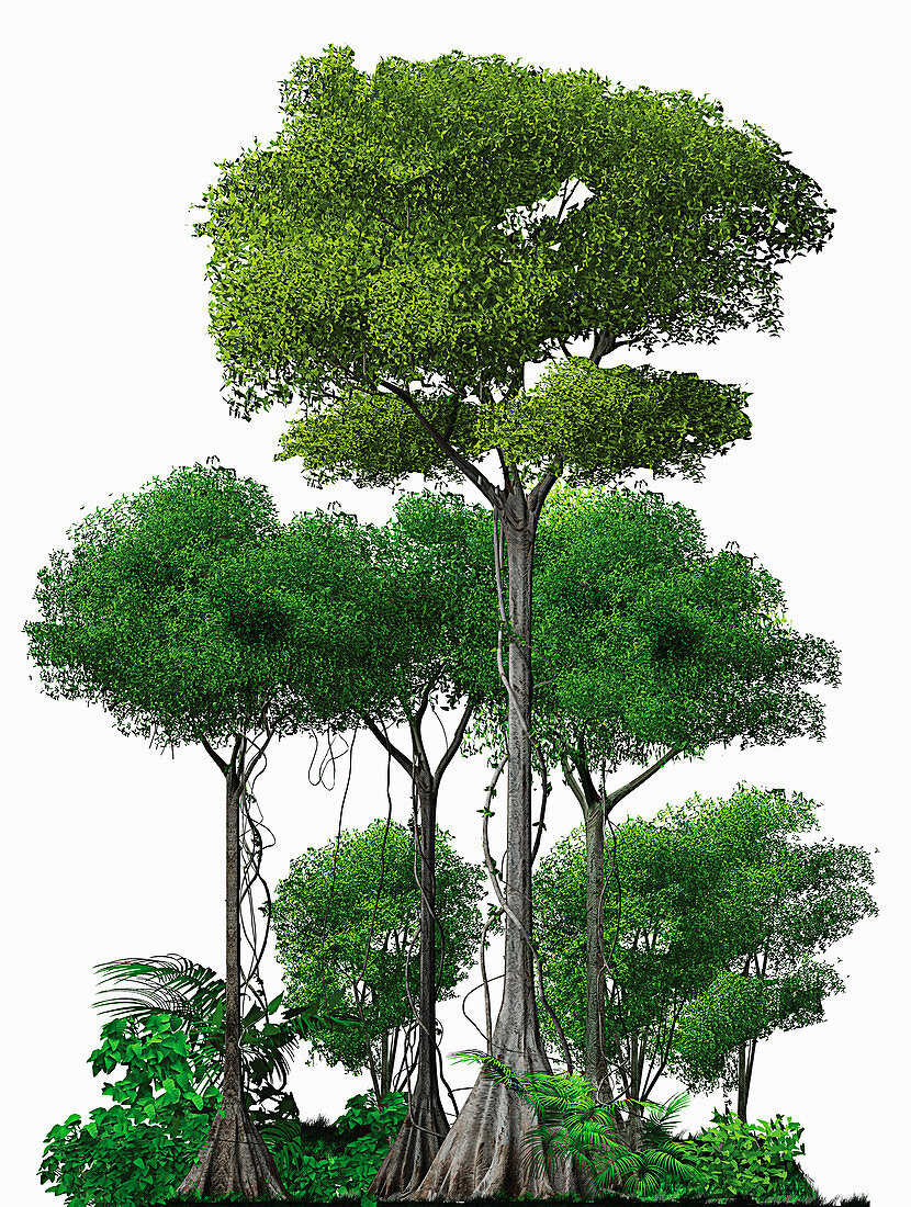 Trees growing in rainforest, illustration