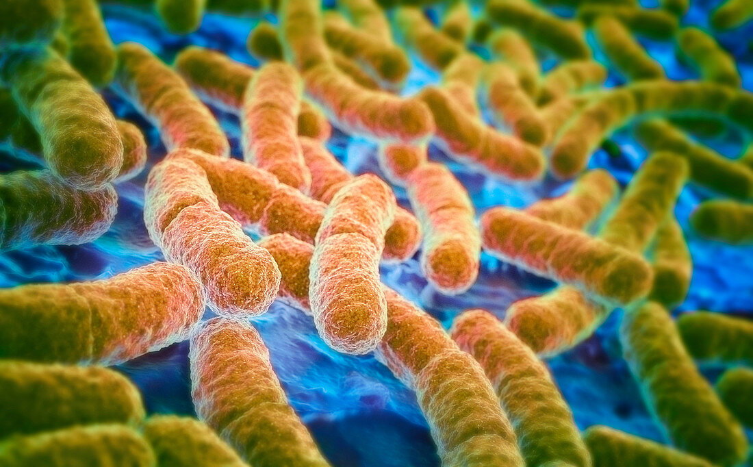 E. coli bacteria, illustration