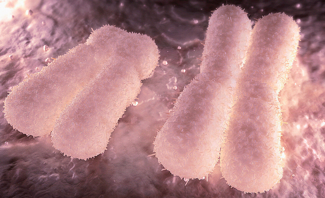 Chromosomes, illustration