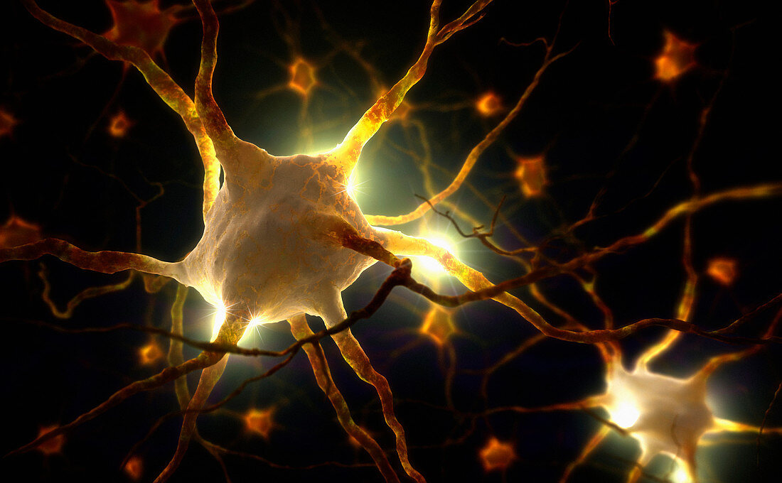Human nerve cells, illustration