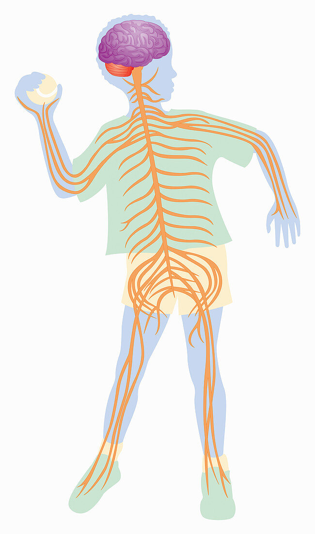 Nervous system in boy throwing ball, illustration