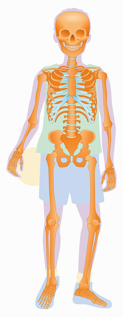 Skeleton of boy holding ball, illustration