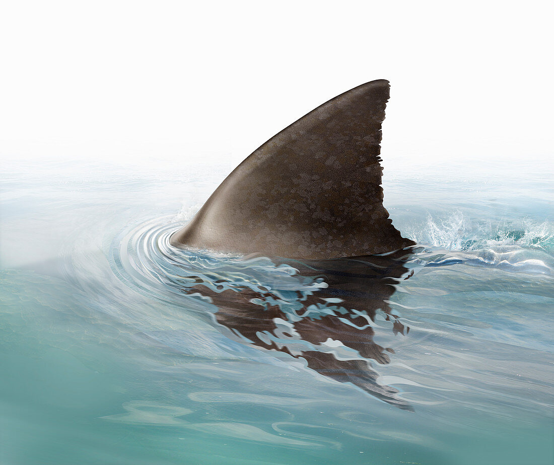 Shark fin swimming in ocean, illustration