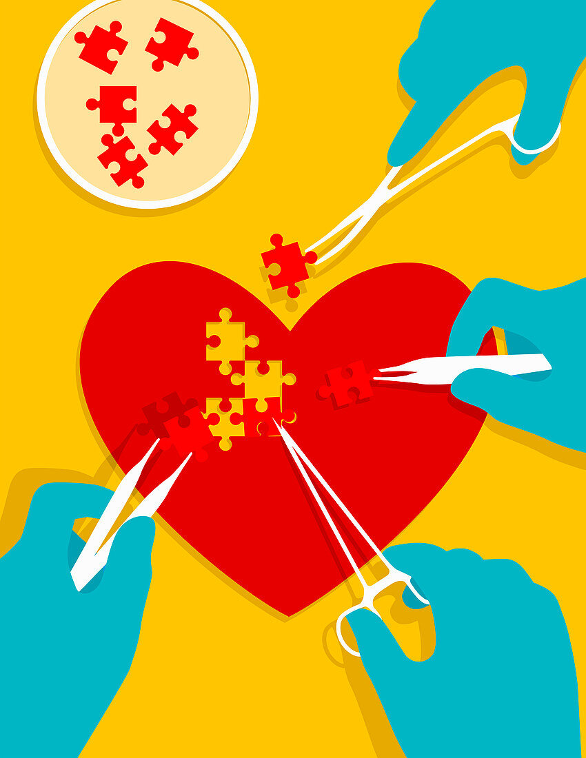 Stem cells mending heart, conceptual illustration