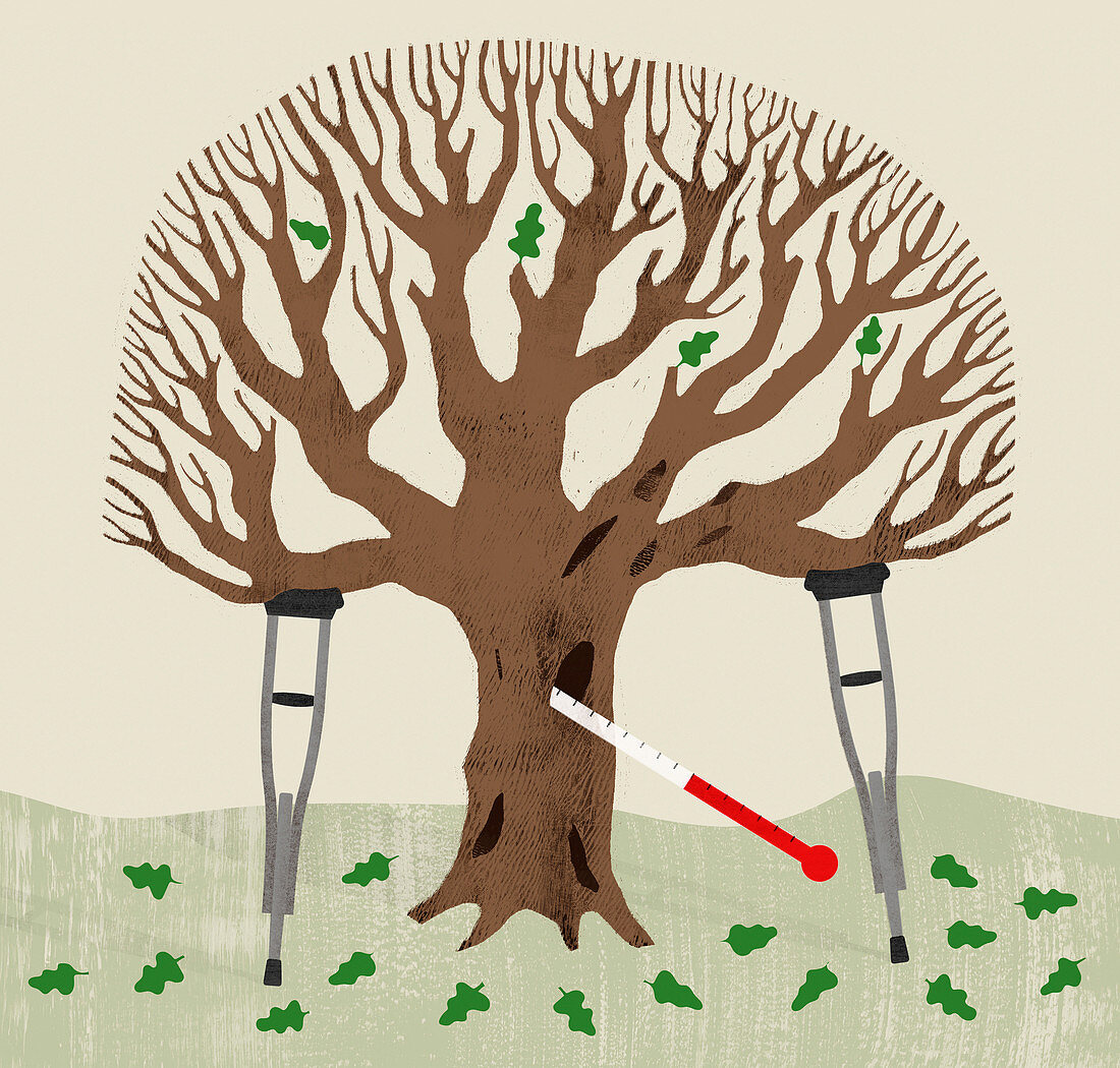 Sick oak tree, illustration