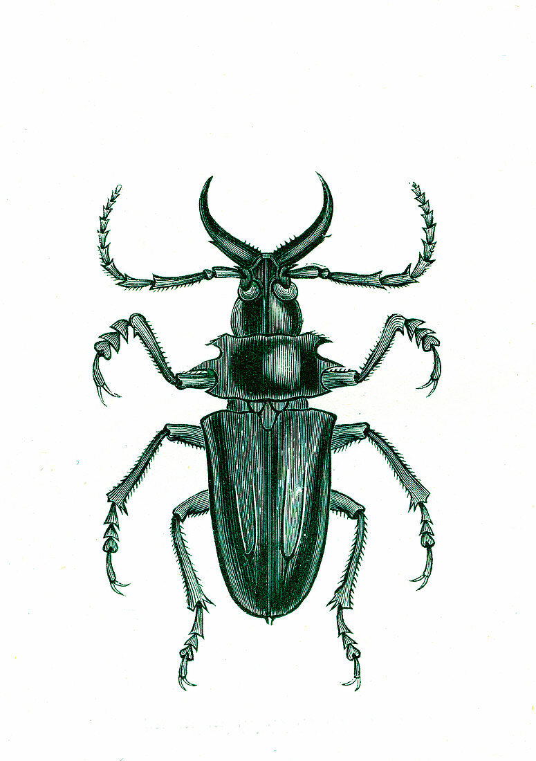 Beetle, 19th-century illustration