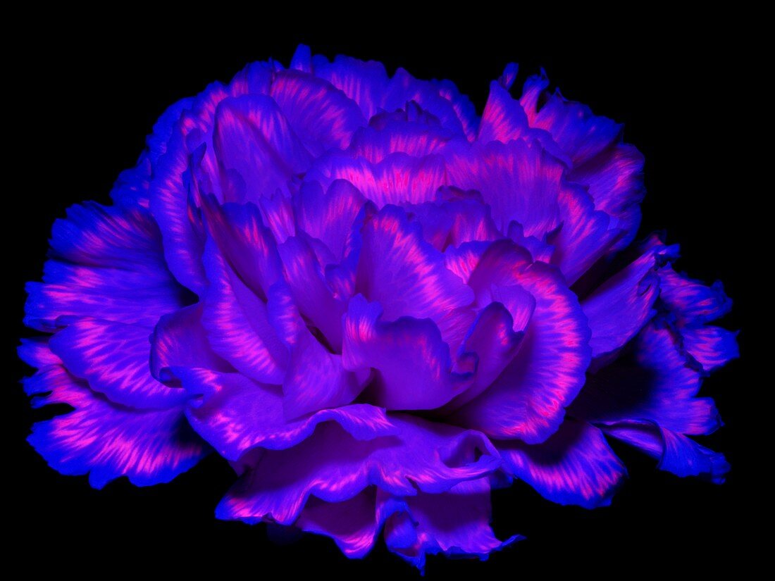 Carnation flower in ultraviolet light