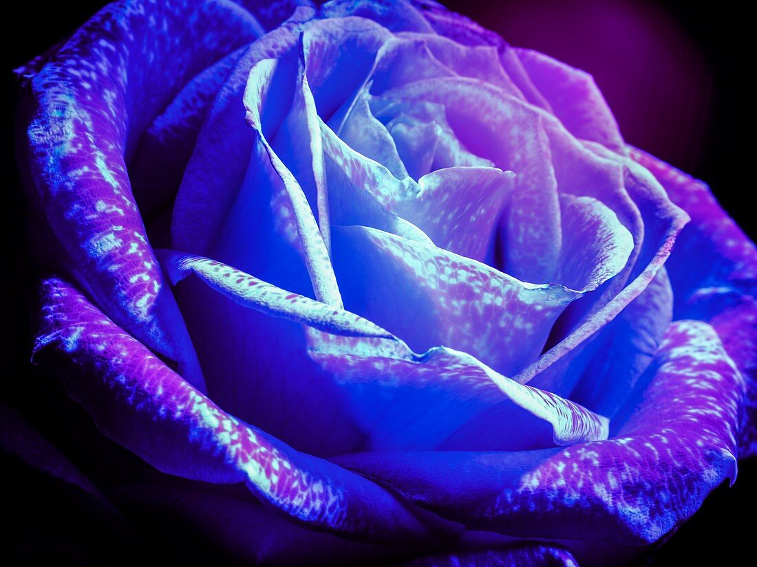 Rose flower in ultraviolet light