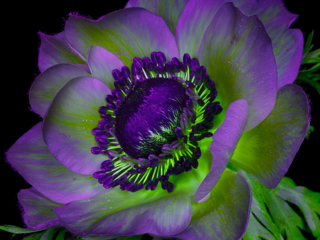 Anemone flower in ultraviolet light