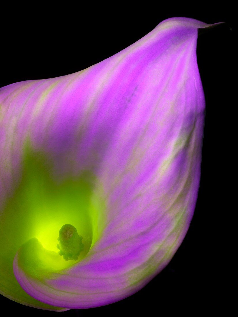 Arum lily flower in ultraviolet light