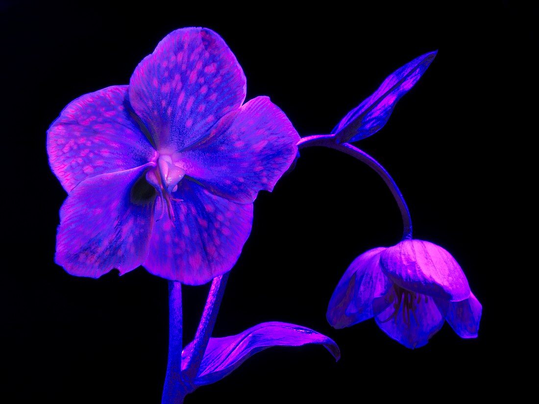 Evening primrose flowers in ultraviolet light