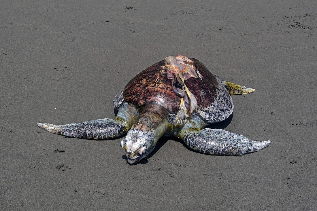 Hawksbill turtle killed by boat propeller