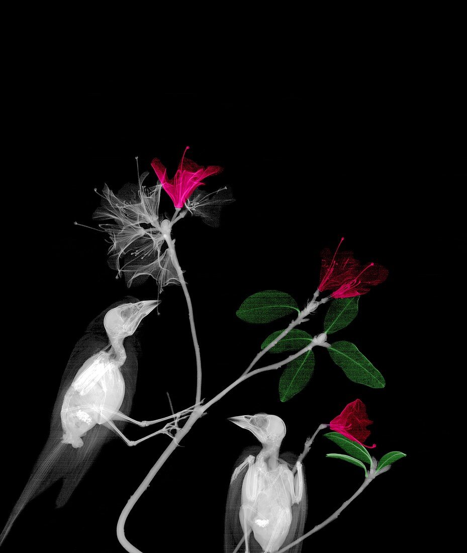 Finches perched on azaelea branches, X-ray