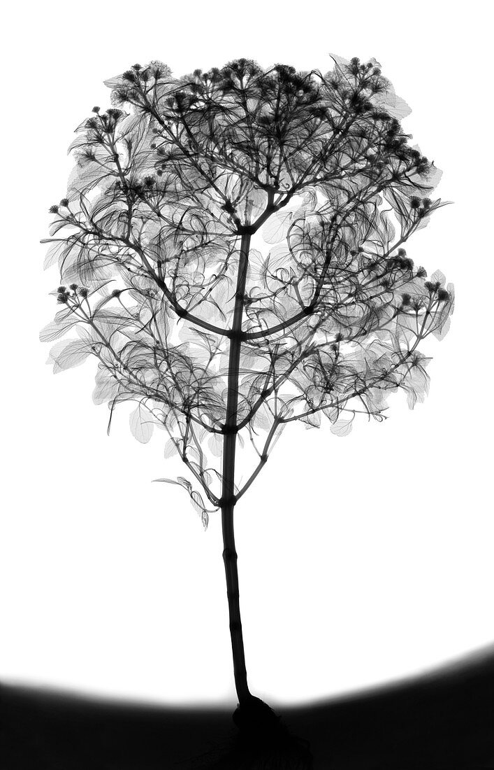 Lantana sp. plant in flower, X-ray