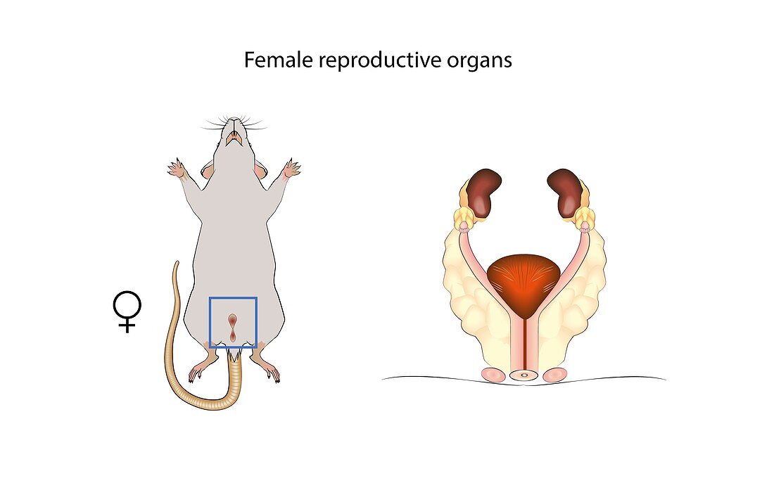 Mouse female reproductive system, illustration