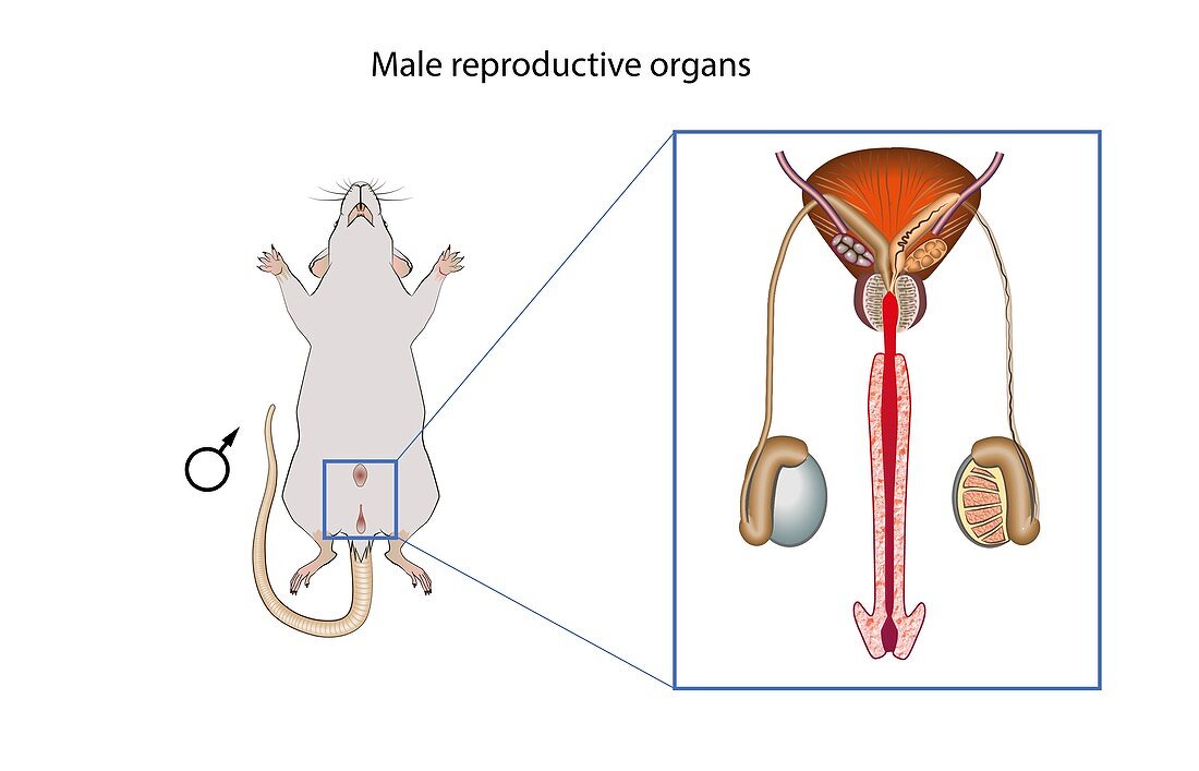 Mouse male reproductive system, illustration