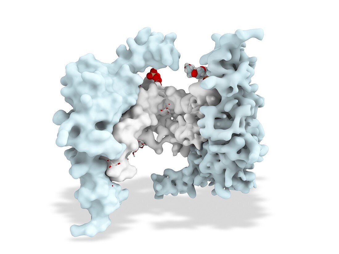 Follistatin bound to activin A, molecular model