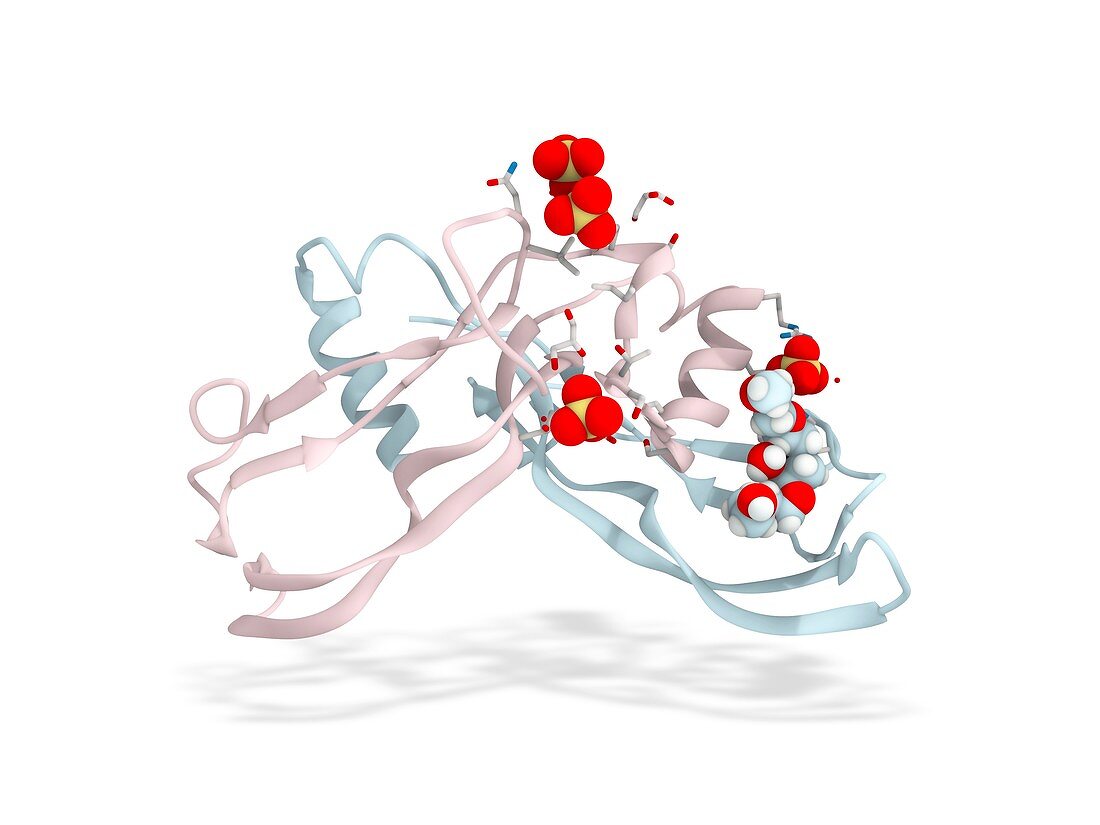 Activin A, molecular model