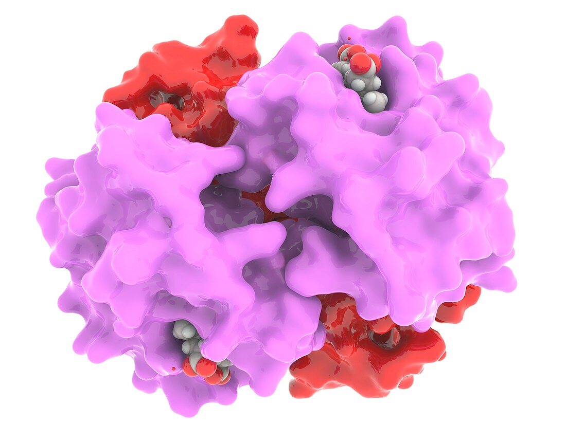 Foetal haemoglobin, molecular model