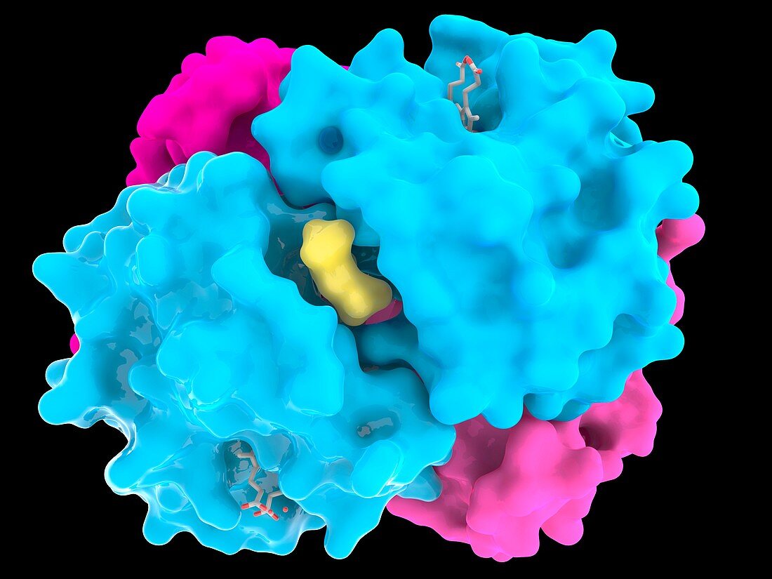 Haemoglobin, molecular model