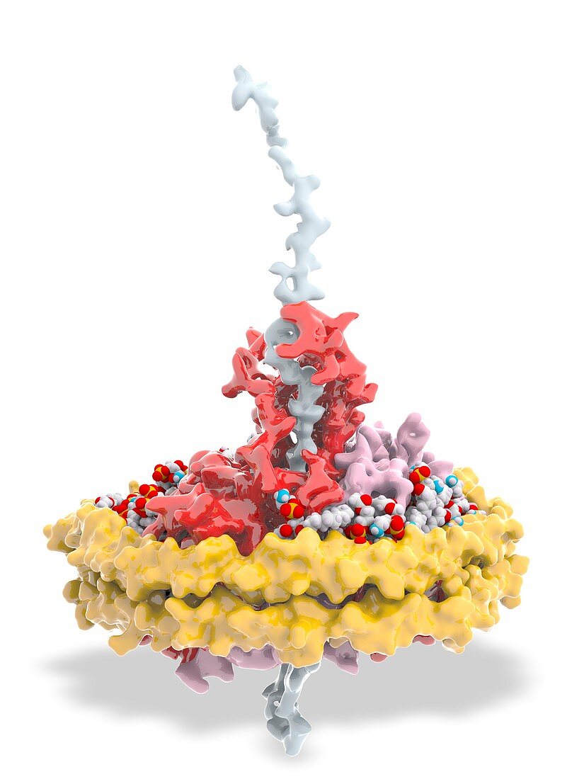 Nanodisc with protein chain, molecular model