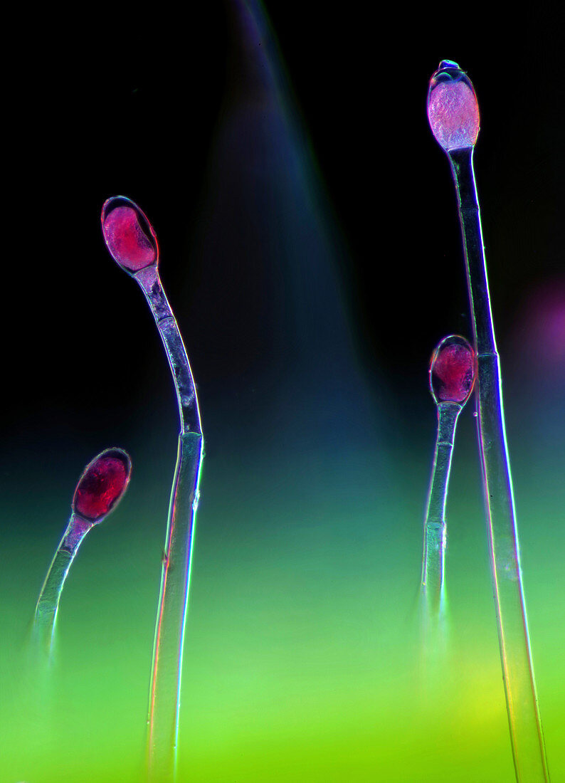 Geranium sp. plant hairs, light micrograph
