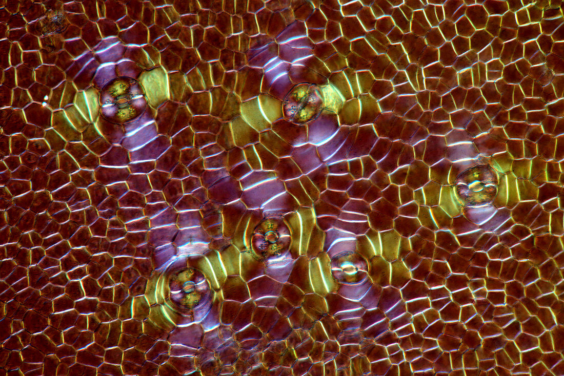 Courgette (Cucurbita pepo) skin, light micrograph