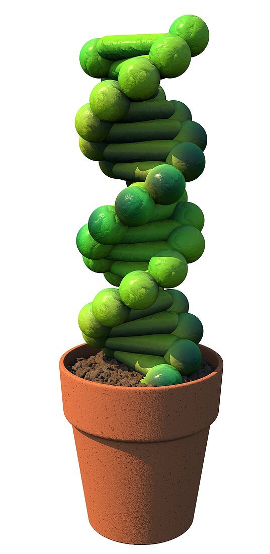 Genetics and plants, conceptual image